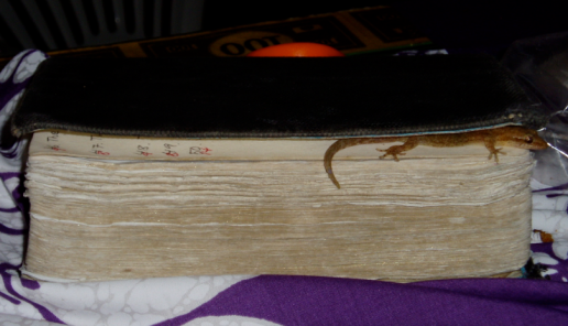 Gecko i Bibeln